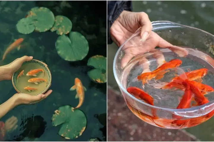 Hướng Dẫn Thả Cá Đúng Cách: Đảm Bảo Cá Sống Lâu, Khỏe Mạnh