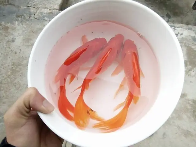 Thả Cá Vàng Ở Đâu An Toàn Và Đúng Phong Tục?