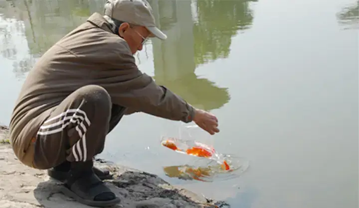 Thả Cá Vàng Ở Đâu An Toàn Và Đúng Phong Tục?