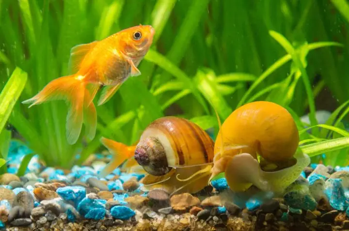 Thả Ốc Vào Bể Cá: Lợi Ích, Lưu Ý & Cách Thực Hiện An Toàn