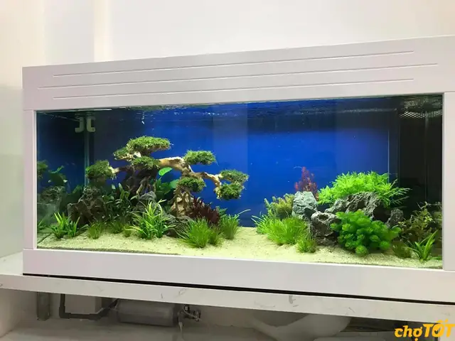 Thanh Lý Bể Cá Cảnh Vũng Tàu: Hướng Dẫn Mua Bán, Giá Tốt Và Địa Điểm Uy Tín Thanh Lý Bể Cá Cảnh Vũng Tàu: Hướng Dẫn Mua Bán, Giá Tốt Và Địa Điểm Uy Tín