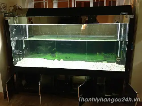 Thanh Lý Bể Cá Cảnh Vũng Tàu: Hướng Dẫn Mua Bán, Giá Tốt Và Địa Điểm Uy Tín Thanh Lý Bể Cá Cảnh Vũng Tàu: Hướng Dẫn Mua Bán, Giá Tốt Và Địa Điểm Uy Tín