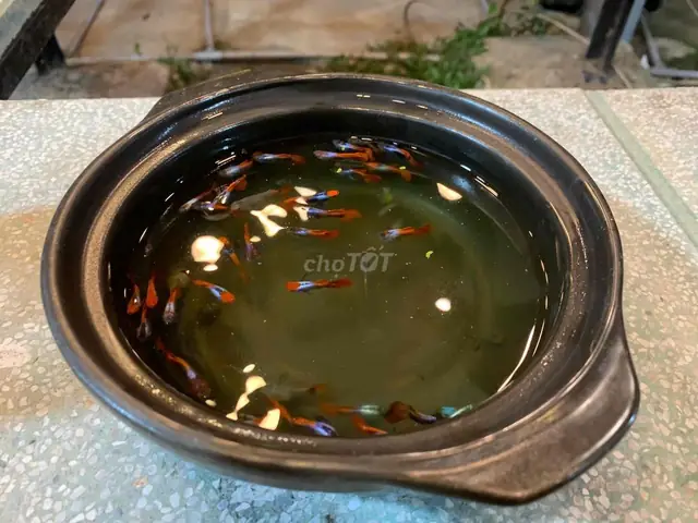 Thanh Lý Cá 7 Màu: Giá Rẻ, Nơi Mua, Lưu Ý & Các Dòng Phổ Biến Thanh Lý Cá 7 Màu: Giá Rẻ, Nơi Mua, Lưu Ý & Các Dòng Phổ Biến
