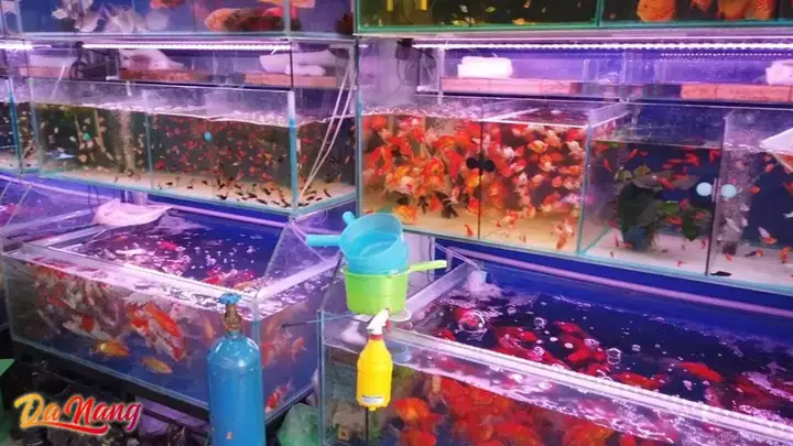Thanh Lý Hồ Cá Đà Nẵng: Địa Chỉ Uy Tín, Giá Tốt & Kinh Nghiệm Mua Bán