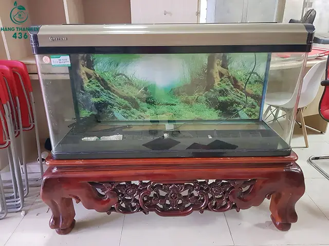 Thanh Lý Hồ Cá Rồng Tp.hcm: Địa Chỉ, Kinh Nghiệm Và Lưu Ý Quan Trọng