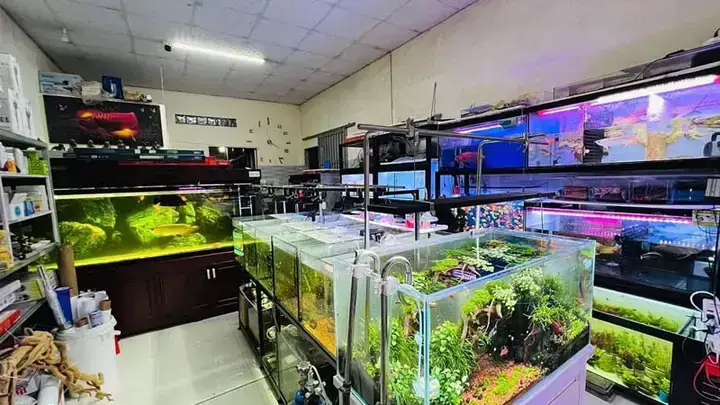 Thanh Lý Hồ Cá Rồng Tp.hcm: Địa Chỉ, Kinh Nghiệm Và Lưu Ý Quan Trọng