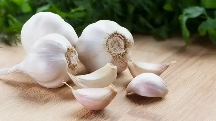 Top 7 Thảo Dược Tăng Đề Kháng, Phòng Trị Bệnh Cho Cá Nuôi Hiệu Quả