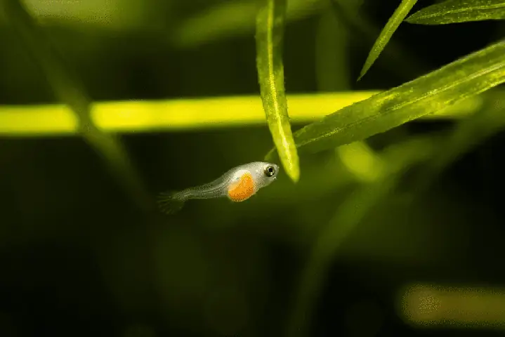 Hướng Dẫn Thay Nước Cá Betta Đúng Cách Cho Người Mới Bắt Đầu