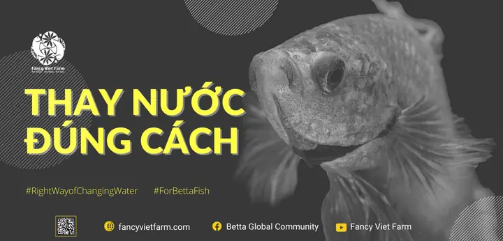 Hướng Dẫn Thay Nước Cá Betta Đúng Cách Cho Người Mới Bắt Đầu