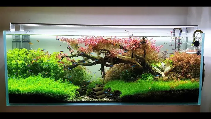 Hướng Dẫn Thi Công Hồ Cá Thủy Sinh Đẹp, Đơn Giản & Chuyên Nghiệp Hướng Dẫn Thi Công Hồ Cá Thủy Sinh Đẹp, Đơn Giản & Chuyên Nghiệp