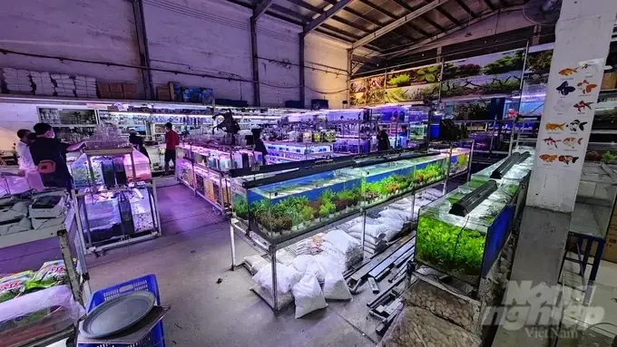 Thị Trường Cá Cảnh Việt Nam: Hiện Trạng, Tiềm Năng Và Cơ Hội Xuất Khẩu