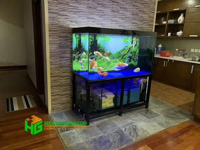 Thiết Kế Bể Cá Rồng Đẹp: Mẫu Mã, Lời Khuyên & Thi Công Chuyên Nghiệp