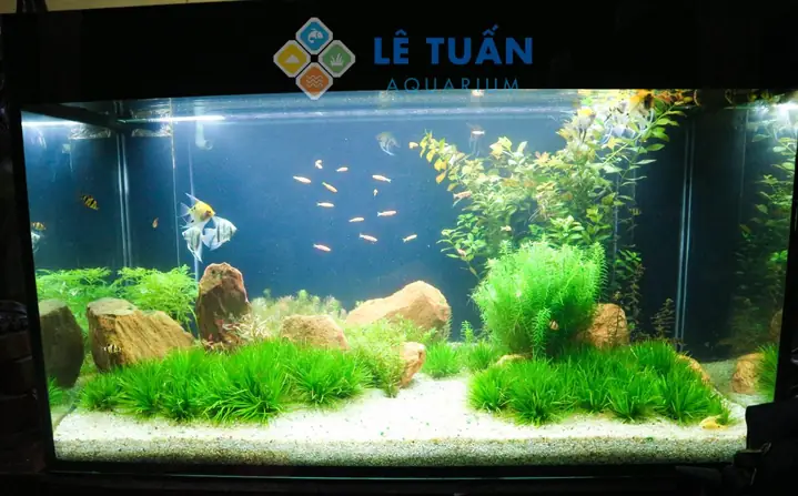 Hướng Dẫn Chi Tiết Cách Thiết Kế Bể Cá Thủy Sinh Đẹp Như Ý