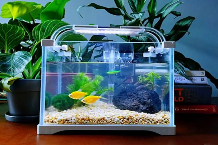 Hướng Dẫn Chi Tiết Cách Thiết Kế Bể Cá Thủy Sinh Đẹp Như Ý