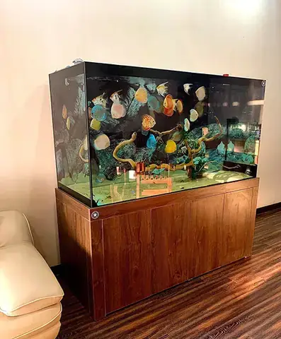 Thiết Kế Hồ Cá Dĩa: Hướng Dẫn Setup & Bí Quyết Chăm Sóc Chuẩn Chuyên Gia Thiết Kế Hồ Cá Dĩa: Hướng Dẫn Setup & Bí Quyết Chăm Sóc Chuẩn Chuyên Gia
