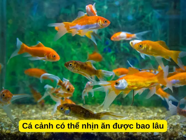 Thời Gian Cho Cá Cảnh Ăn: Hướng Dẫn Chi Tiết Để Cá Khỏe Mạnh