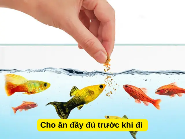 Thời Gian Cho Cá Cảnh Ăn: Hướng Dẫn Chi Tiết Để Cá Khỏe Mạnh