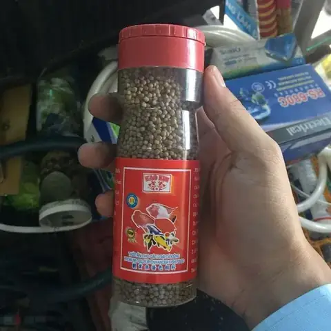Thời Gian Cho Cá Cảnh Ăn: Hướng Dẫn Chi Tiết Để Cá Khỏe Mạnh