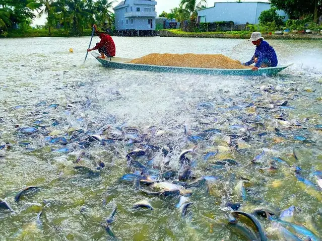 Thời Gian Nuôi Cá Tra Thương Phẩm Bao Lâu Thì Thu Hoạch?