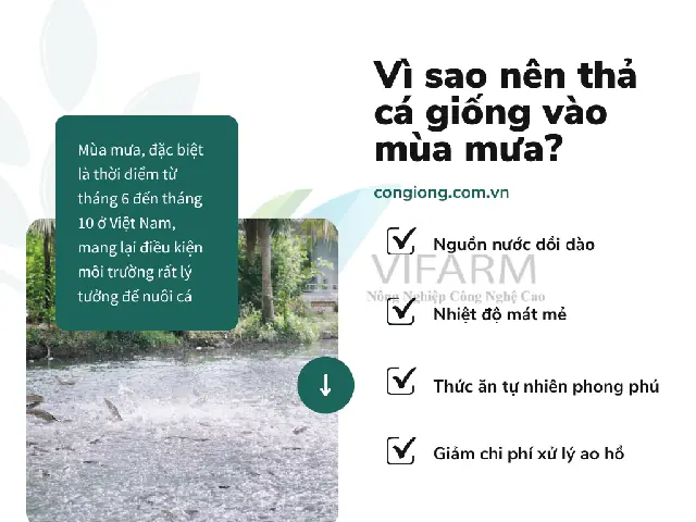 Thời Gian Thả Cá Giống Tốt Nhất: Hướng Dẫn Chi Tiết Theo Mùa Vụ Và Điều Kiện Thời Tiết