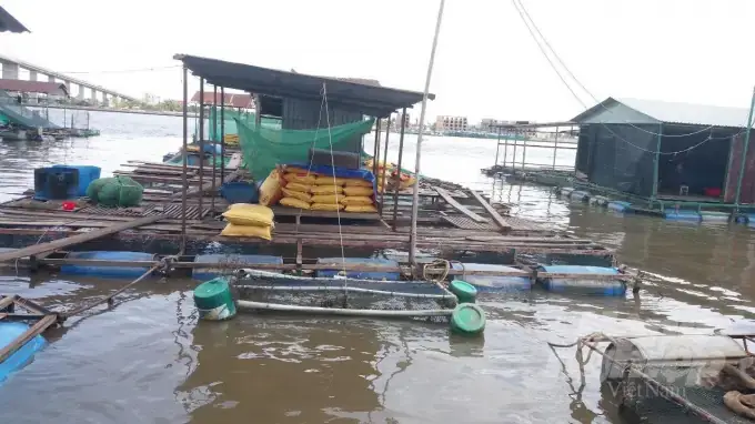 Thời Gian Thả Cá Giống Tốt Nhất: Hướng Dẫn Chi Tiết Theo Mùa Vụ Và Điều Kiện Thời Tiết