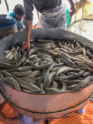 Hướng Dẫn Chi Tiết Cách Thu Hoạch Cá Lóc Thương Phẩm Chuẩn Quy Trình
