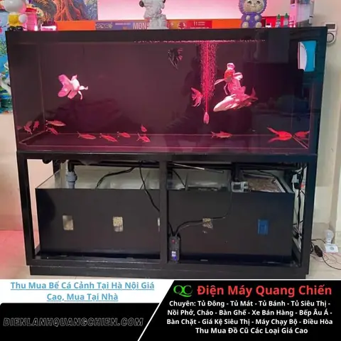 Thu Mua Bể Cá Cũ Toàn Quốc: Giá Cao, Uy Tín, Quy Trình Minh Bạch