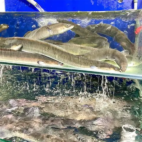 Hướng Dẫn Toàn Diện Về Thu Mua Cá Chình Thương Phẩm: Quy Trình, Giá Cả Và Địa Điểm