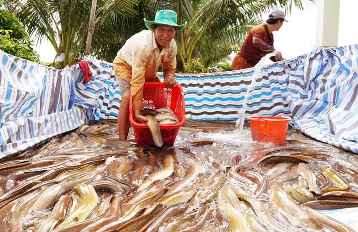Hướng Dẫn Toàn Diện Về Thu Mua Cá Chình Thương Phẩm: Quy Trình, Giá Cả Và Địa Điểm