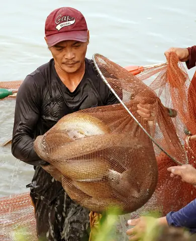 Hướng Dẫn Toàn Diện Về Thu Mua Cá Chình Thương Phẩm: Quy Trình, Giá Cả Và Địa Điểm