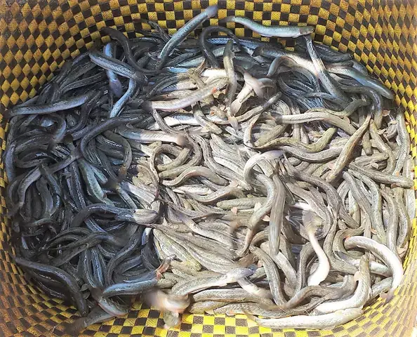 Thức Ăn Cho Cá Kèo: Hướng Dẫn Chi Tiết Từ Chuyên Gia Thức Ăn Cho Cá Kèo: Hướng Dẫn Chi Tiết Từ Chuyên Gia