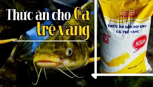 Thức Ăn Cá Trê: Các Loại Phù Hợp, Cách Nuôi Tối Ưu Và Lợi Ích Sức Khỏe Thức Ăn Cá Trê: Các Loại Phù Hợp, Cách Nuôi Tối Ưu Và Lợi Ích Sức Khỏe