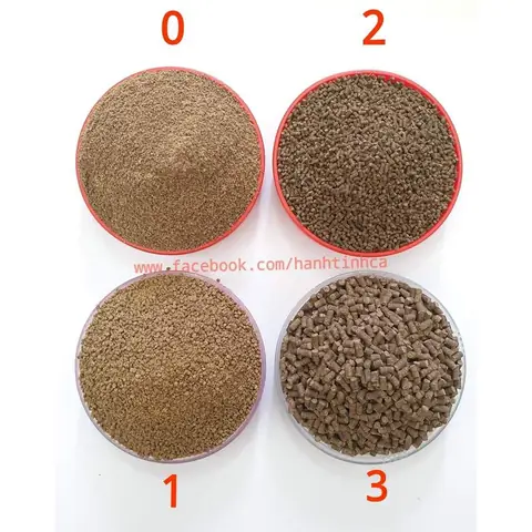 Thức Ăn Cho Cá Chạch: Loại Nào Tốt, Cách Cho Ăn Giúp Cá Nhanh Lớn, Sạch Bệnh Thức Ăn Cho Cá Chạch: Loại Nào Tốt, Cách Cho Ăn Giúp Cá Nhanh Lớn, Sạch Bệnh