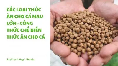 Thức Ăn Cho Cá Chép Mau Lớn: Công Thức & Cách Nuôi Đạt Năng Suất Cao