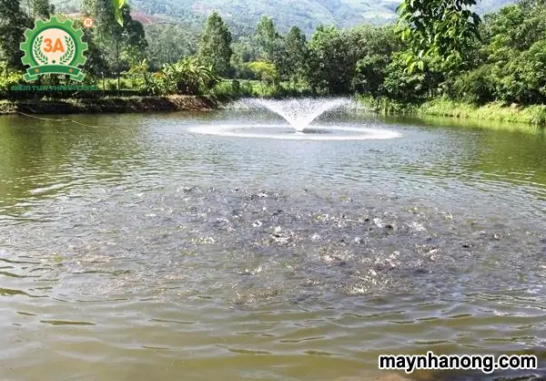 Thức Ăn Cho Cá Mè Trắng: Từ Phù Du Đến Phân Chuồng, Tối Ưu Nuôi Trồng Thức Ăn Cho Cá Mè Trắng: Từ Phù Du Đến Phân Chuồng, Tối Ưu Nuôi Trồng