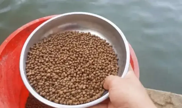 Thức Ăn Cho Cá Rô Đồng: Hướng Dẫn Từ Tự Nhiên Đến Công Nghiệp