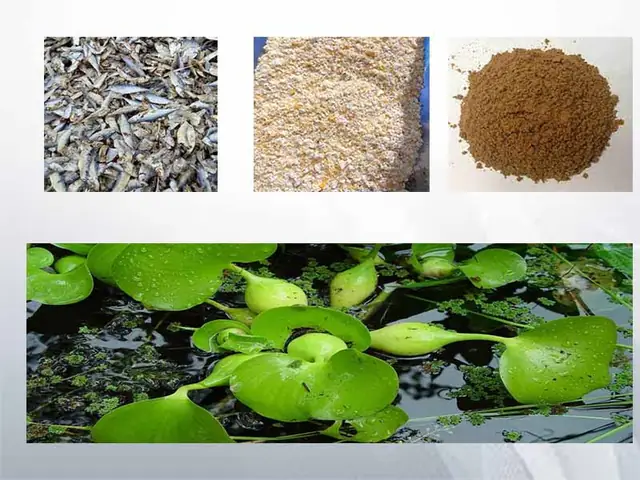 Thức Ăn Cho Cá Rô Đồng: Hướng Dẫn Từ Tự Nhiên Đến Công Nghiệp