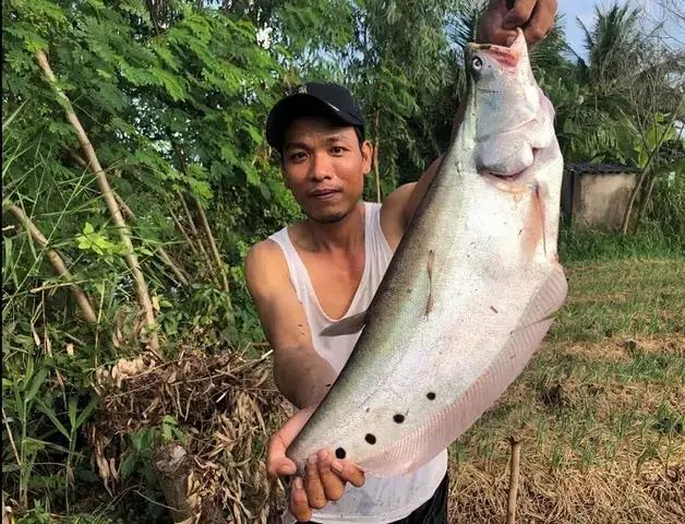 Thức Ăn Cho Cá Thác Lác Cườm: Dinh Dưỡng Theo Từng Giai Đoạn Và Lựa Chọn Tối Ưu