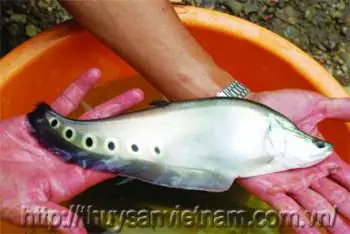 Thức Ăn Cho Cá Thác Lác Cườm: Dinh Dưỡng Theo Từng Giai Đoạn Và Lựa Chọn Tối Ưu