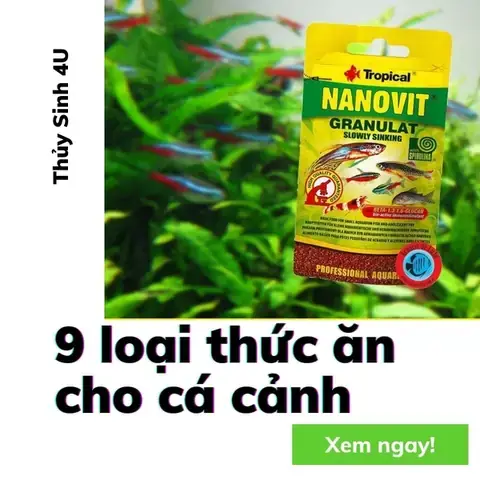 Chọn Thức Ăn Phù Hợp Cho Cá Thủy Sinh: Hướng Dẫn Chi Tiết Từ A-z Chọn Thức Ăn Phù Hợp Cho Cá Thủy Sinh: Hướng Dẫn Chi Tiết Từ A-z