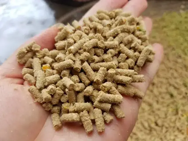Thức Ăn Cho Cá Tra Bột: Từ Mồi Sống Đến Công Nghiệp, Lựa Chọn Nào Tốt Nhất?
