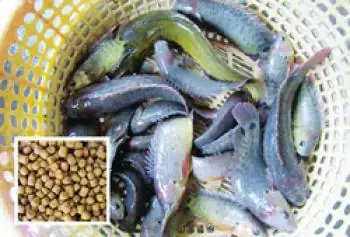 Cá Rô Đồng Ăn Gì? Các Loại Thức Ăn Tự Nhiên & Công Nghiệp Chi Tiết