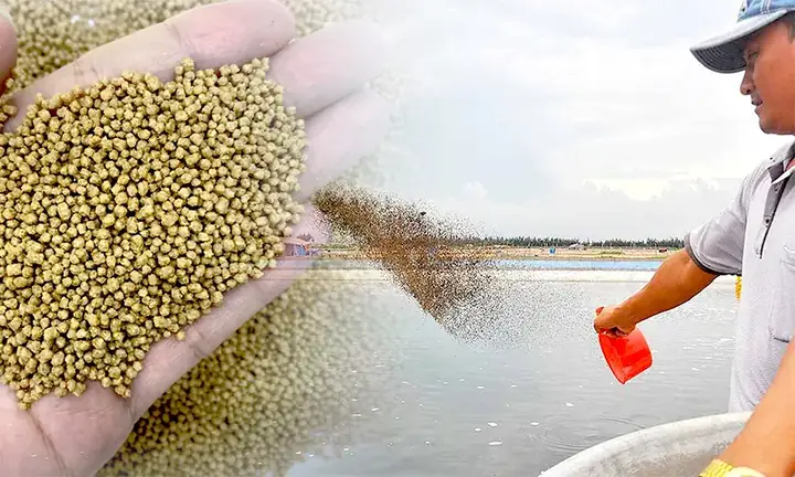Cá Rô Đồng Ăn Gì? Các Loại Thức Ăn Tự Nhiên & Công Nghiệp Chi Tiết