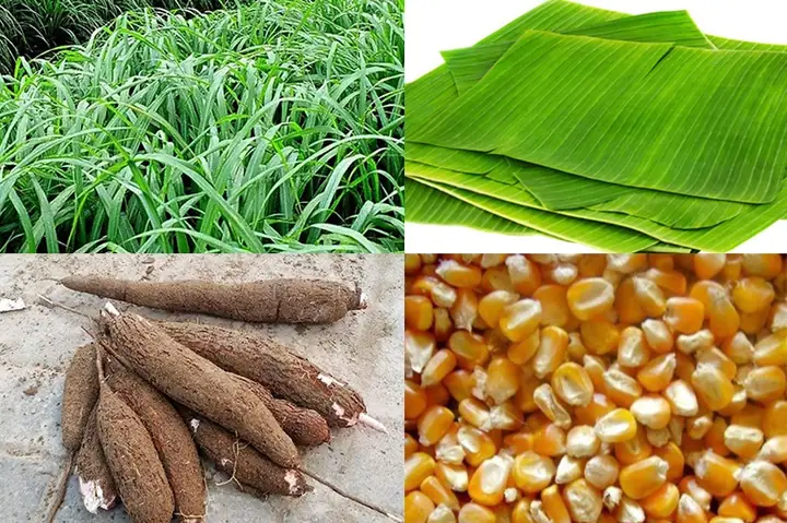 Thức Ăn Tự Nhiên Cho Cá: Lựa Chọn Tốt Nhất & Cách Nuôi Hiệu Quả