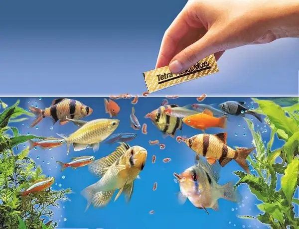 Thức Ăn Tự Nhiên Cho Cá: Lựa Chọn Tốt Nhất & Cách Nuôi Hiệu Quả