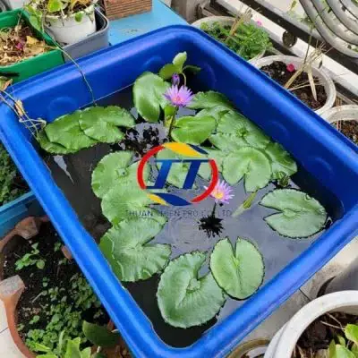 Thùng Nhựa Nuôi Cá: Giá Tốt, Đủ Loại, Giải Pháp Tiết Kiệm & Hiệu Quả Thùng Nhựa Nuôi Cá: Giá Tốt, Đủ Loại, Giải Pháp Tiết Kiệm & Hiệu Quả