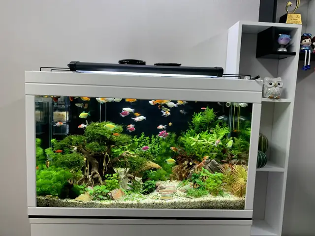 Thước Lỗ Ban Hồ Cá: Hướng Dẫn Đo Kích Thước Chuẩn Phong Thủy & Lưu Ý