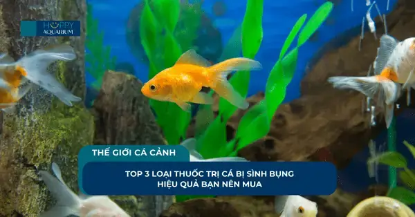 Thuốc Metronidazol Cho Cá: Công Dụng, Cách Dùng Và Lưu Ý Điều Trị Bệnh