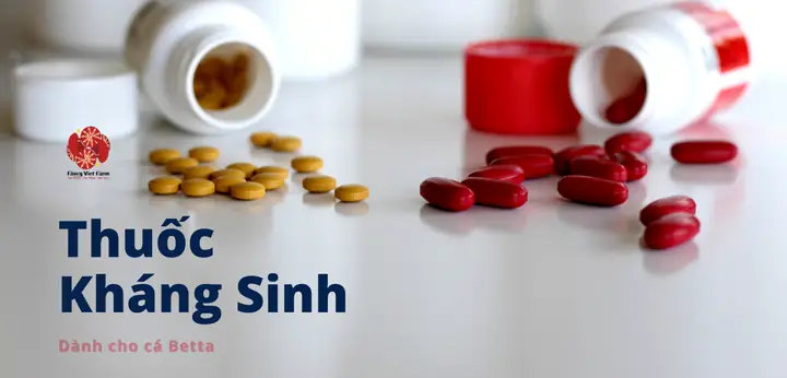 Hướng Dẫn Sử Dụng Thuốc Tetracyclin Cho Cá Betta: Liều Lượng, Cách Dùng Và Lưu Ý