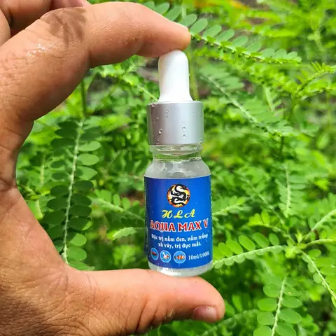 Top 5+ Thuốc Trị Nấm Cá Rồng Hiệu Quả & Cách Dùng Chuẩn